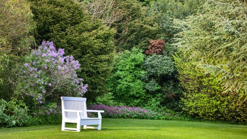 A neatly trimmed green lawn with a single white wooden chair in the foreground, set in a lush garden filled with dense greenery, shrubs, and trees. Purple flowering bushes and low pink flowers add colour among the foliage in the background.